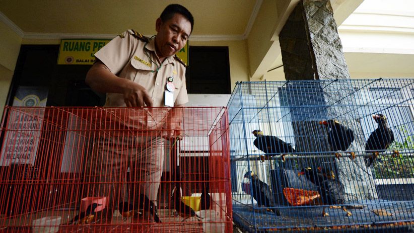 BBKP Surabaya Gagalkan Penyelundupan 481 Ekor Burung Dilindungi - Bagian 3