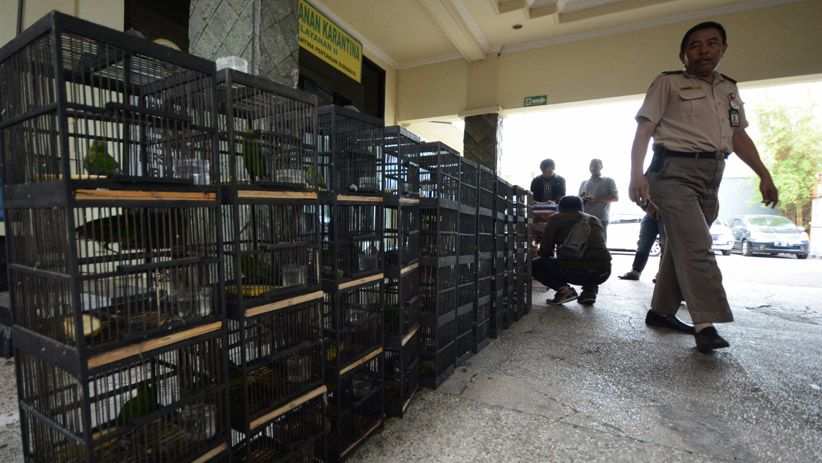 BBKP Surabaya Gagalkan Penyelundupan 481 Ekor Burung Dilindungi - Bagian 4