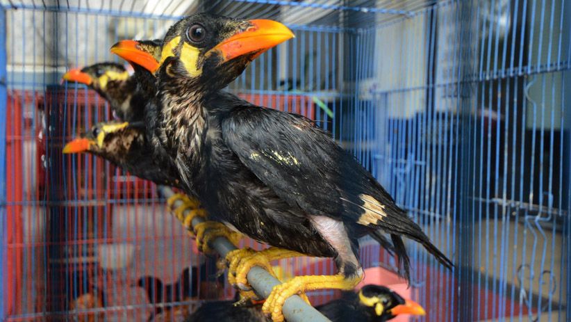 BBKP Surabaya Gagalkan Penyelundupan 481 Ekor Burung Dilindungi - Bagian 5