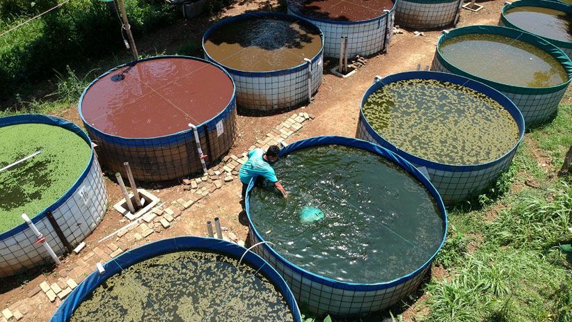 Peternak Tingkatkan Produktivitas Ikan Lele dengan Metode Kolam Bioflok - Bagian 2