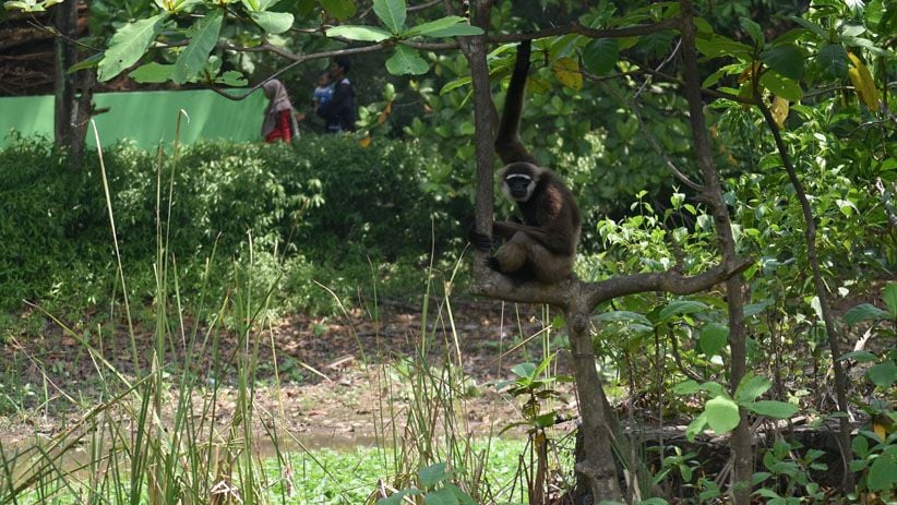 Pemkot Semarang Gandeng Pengelola Bali Zoo Benahi Kebun Binatang