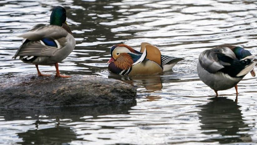 Tampilan Mencolok Bebek Mandarin Jadi Pusat Perhatian Warga New York - Bagian 8