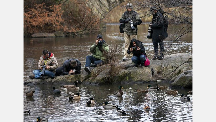 Tampilan Mencolok Bebek Mandarin Jadi Pusat Perhatian Warga New York - Bagian 7