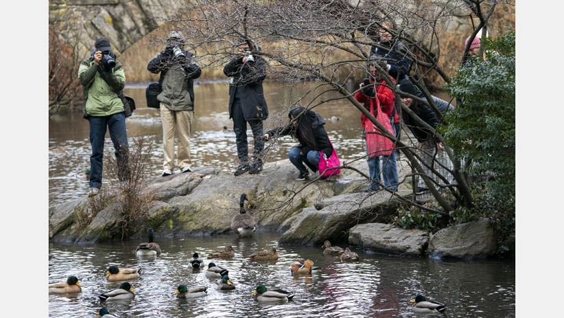 Tampilan Mencolok Bebek Mandarin Jadi Pusat Perhatian Warga New York - Bagian 6
