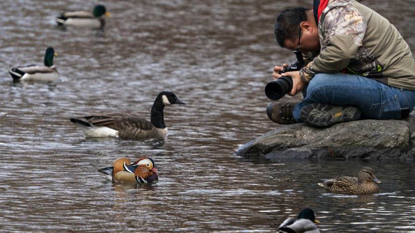 Tampilan Mencolok Bebek Mandarin Jadi Pusat Perhatian Warga New York - Bagian 5