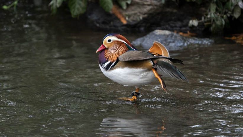 Tampilan Mencolok Bebek Mandarin Jadi Pusat Perhatian Warga New York - Bagian 4