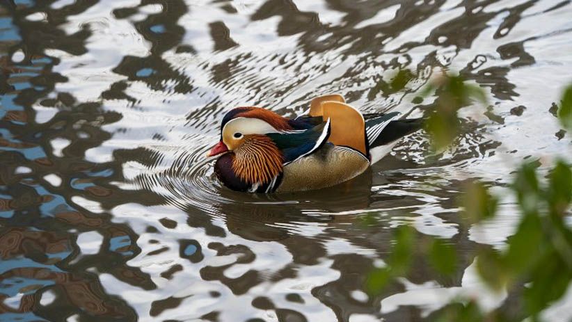 Tampilan Mencolok Bebek Mandarin Jadi Pusat Perhatian Warga New York - Bagian 3