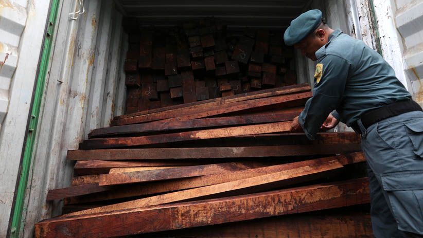 6 Kontainer Kayu Ilegal asal Papua Barat Berhasil Diamankan - Bagian 1