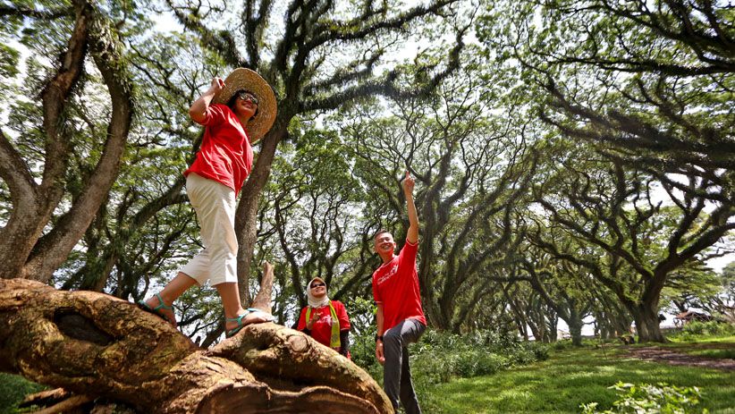 Berwisata Keliling Hutan Pohon Trembesi Berusia Ratusan Tahun - Bagian 1