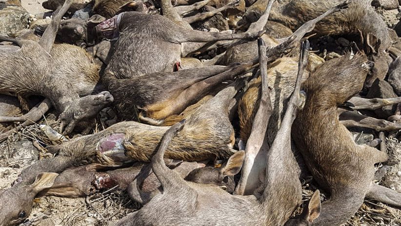 Sadis, Rusa-Rusa Hasil Perburuan Ilegal Ini Tergeletak di Pinggir Pantai - Bagian 3