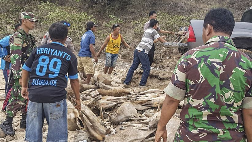 Sadis, Rusa-Rusa Hasil Perburuan Ilegal Ini Tergeletak di Pinggir Pantai - Bagian 2
