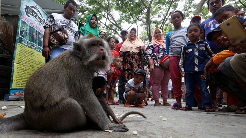 Libur Tahun Baru, Hutan Mangrove Wonorejo Dipenuhi Pengunjung