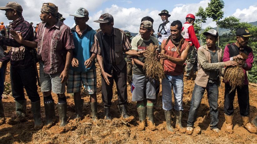 Gotong Royong Selamatkan Padi yang Tertimbun Longsor Sukabumi