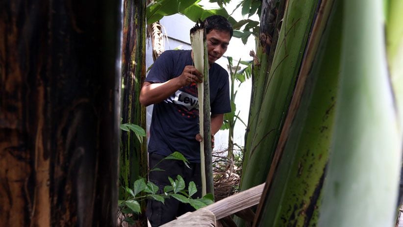 Perajin Ini Ekspor Kerajinan Tangan Berbahan Pelepah Pohon Pisang - Bagian 6