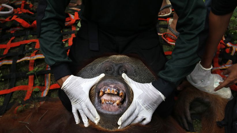 Momen Pelepasan Orangutan ke Alam Liar di Suaka Margasatwa Singkil