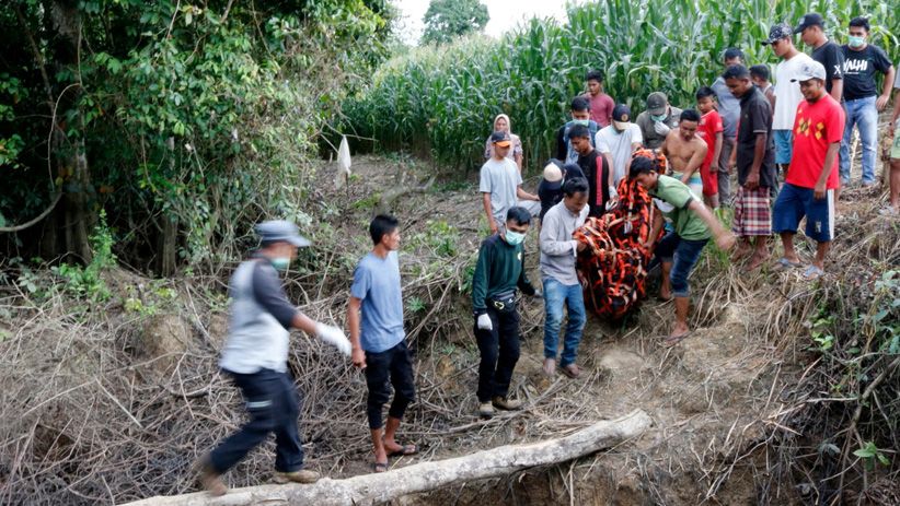 Momen Pelepasan Orangutan ke Alam Liar di Suaka Margasatwa Singkil
