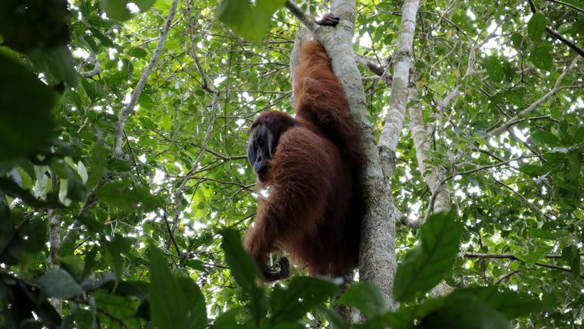 Momen Pelepasan Orangutan ke Alam Liar di Suaka Margasatwa Singkil