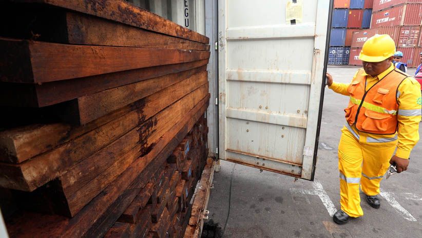 Kementerian LHK Sita Kayu Ilegal Senilai Rp104,63 M dari Papua