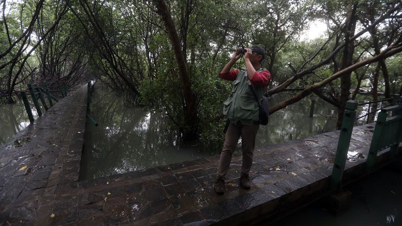 Memantau Spesies Burung di Hutan Lindung Angke Kapuk - Bagian 1