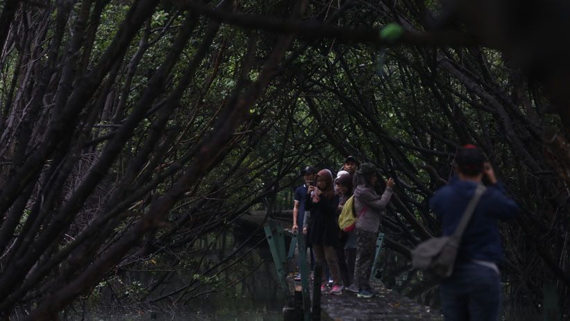 Memantau Spesies Burung di Hutan Lindung Angke Kapuk - Bagian 4
