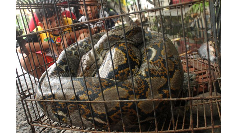 Heboh Penemuan Ular Sanca 3,5 Meter di Permukiman Warga Bekasi - Bagian 2