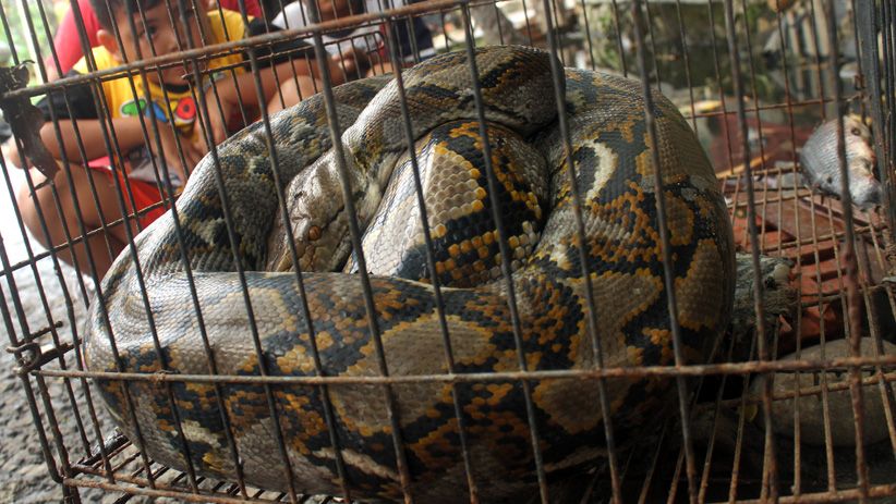 Heboh Penemuan Ular Sanca 3,5 Meter di Permukiman Warga Bekasi - Bagian 1