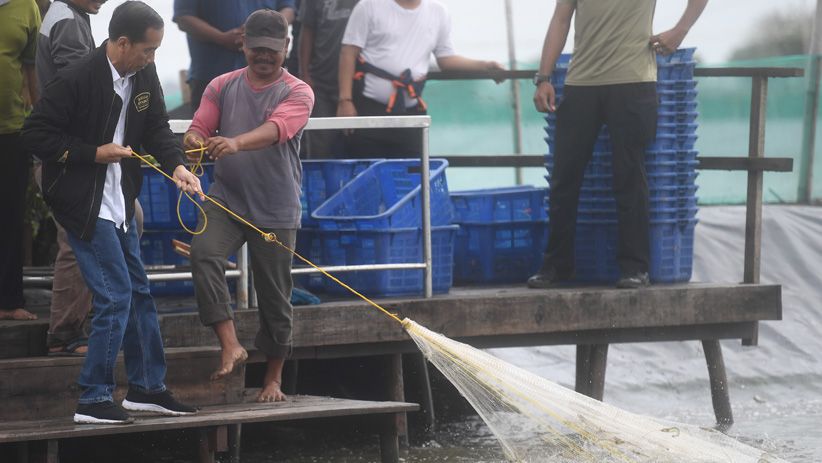 Presiden Jokowi Panen Udang di Muara Gembong - Bagian 2