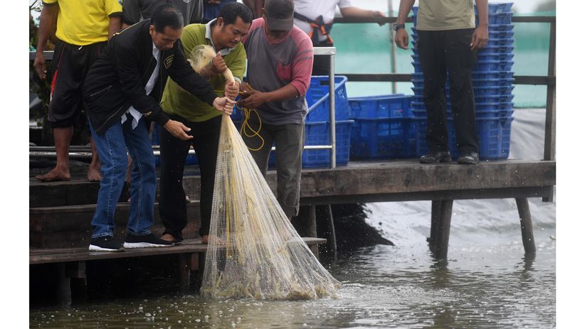 Presiden Jokowi Panen Udang di Muara Gembong - Bagian 1