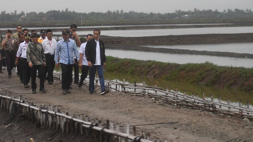 Presiden Jokowi Panen Udang di Muara Gembong - Bagian 5