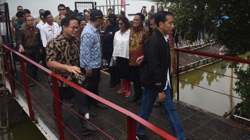 Presiden Jokowi Panen Udang di Muara Gembong - Bagian 6