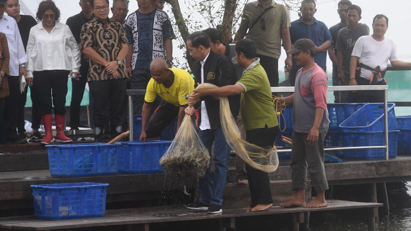Presiden Jokowi Panen Udang di Muara Gembong - Bagian 3