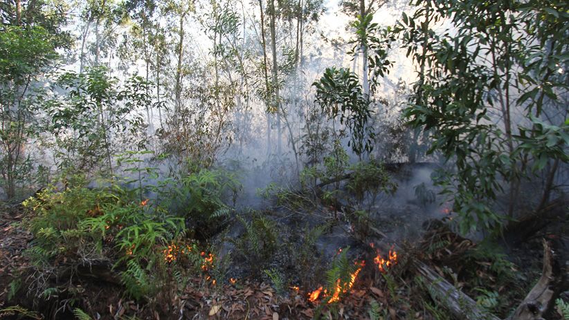 10 Hektare Hutan Konservasi di Dumai Hangus Terbakar - Bagian 1