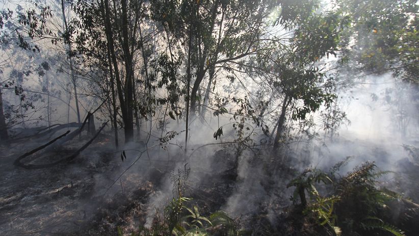 10 Hektare Hutan Konservasi di Dumai Hangus Terbakar - Bagian 4