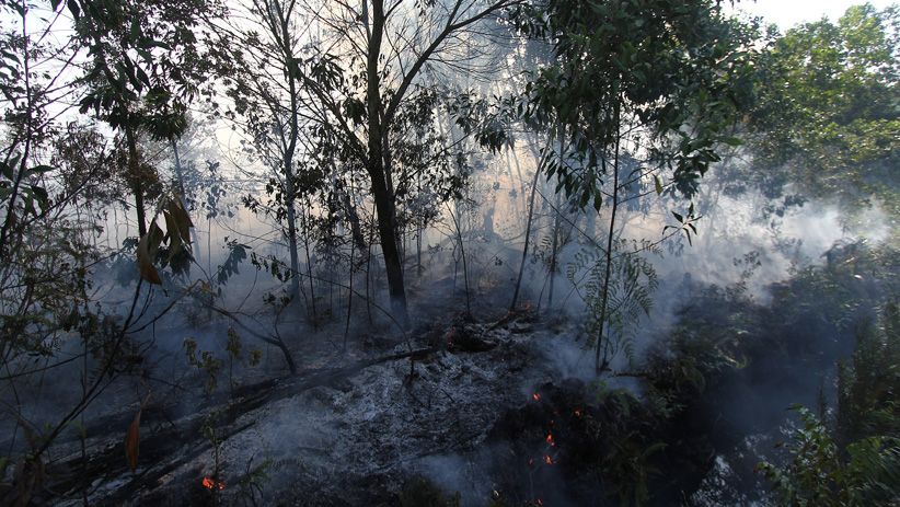 10 Hektare Hutan Konservasi di Dumai Hangus Terbakar - Bagian 2