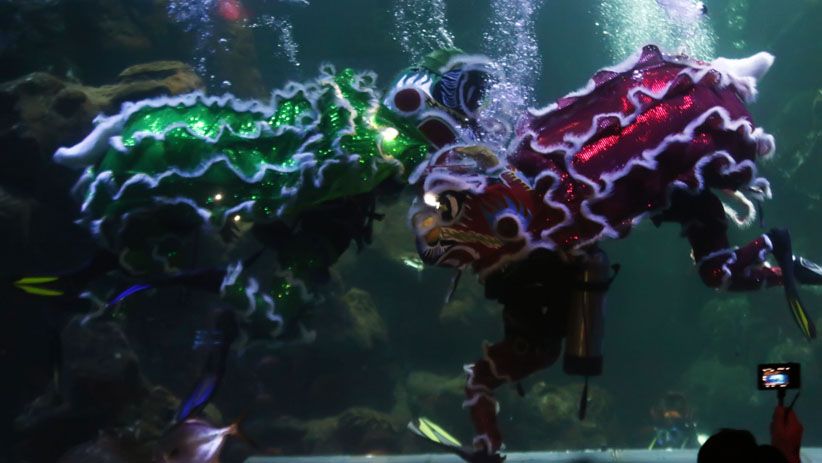 Meriahkan Imlek, Barongsai Beraksi di Kolam Sea World Ancol - Bagian 4