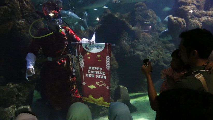 Meriahkan Imlek, Barongsai Beraksi di Kolam Sea World Ancol - Bagian 3