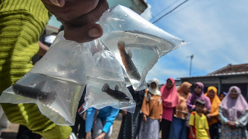 Antisipasi DBD, Dinas Kesehatan Tasikmalaya Bagikan Ikan Cupang Gratis