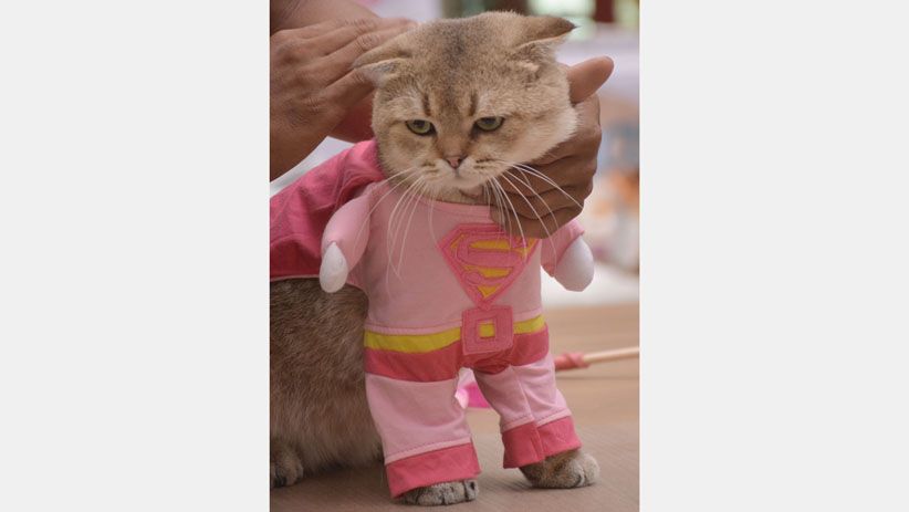 Hari Valentine, Kucing-Kucing Lucu Ini Pakai Kostum Serba Pink - Bagian 2