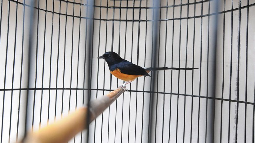 Bayar Rp400 Ribu Per Bulan, Burung Murai Bisa Ikut Sekolah Kicau - Bagian 2