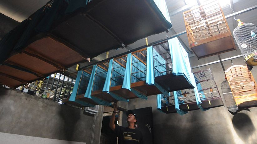 Bayar Rp400 Ribu Per Bulan, Burung Murai Bisa Ikut Sekolah Kicau - Bagian 1