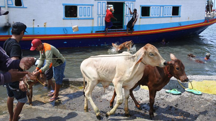 Kapal Tidak Bisa Bersandar, Hewan Ternak Ini Dilempar ke Laut - Bagian 2