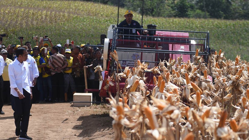 Ditemani Iriana, Presiden Jokowi Panen Jagung di Gorontalo - Bagian 3