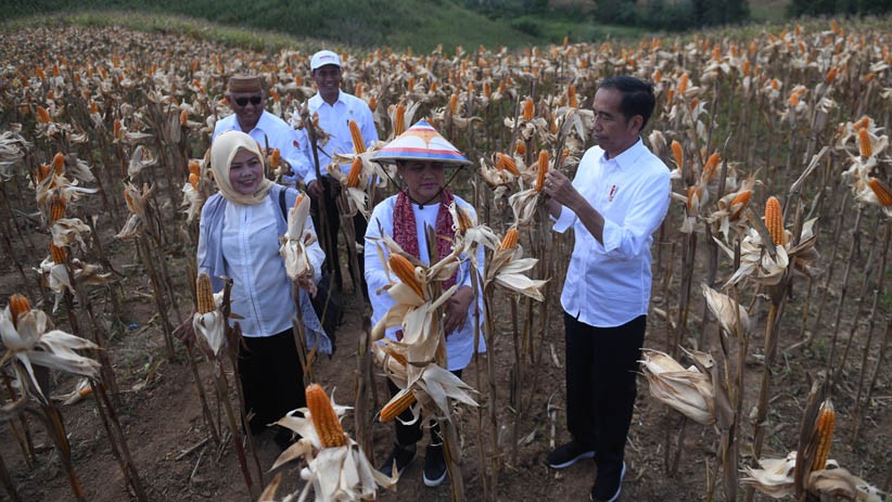 Ditemani Iriana, Presiden Jokowi Panen Jagung di Gorontalo - Bagian 2