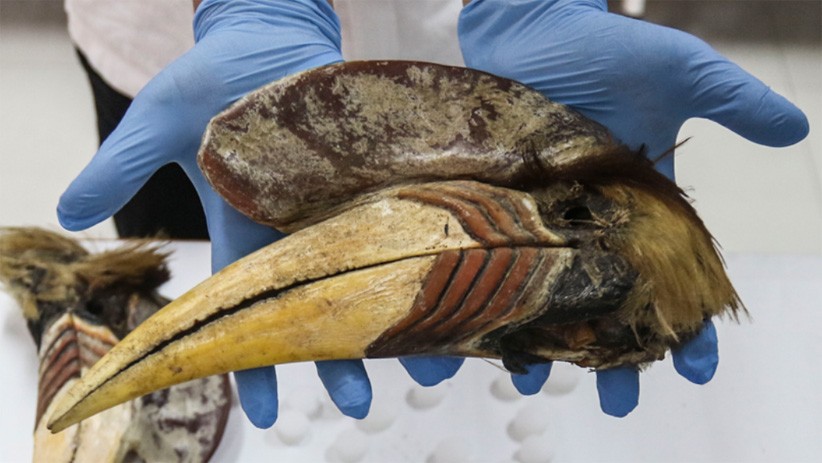 Bareskrim Polri Bongkar Sindikat Jual Beli Burung Julang Sulawesi - Bagian 1