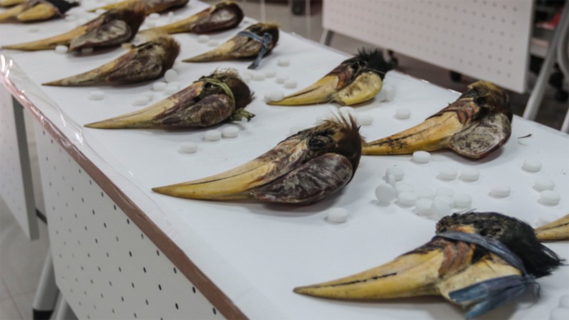 Bareskrim Polri Bongkar Sindikat Jual Beli Burung Julang Sulawesi - Bagian 2