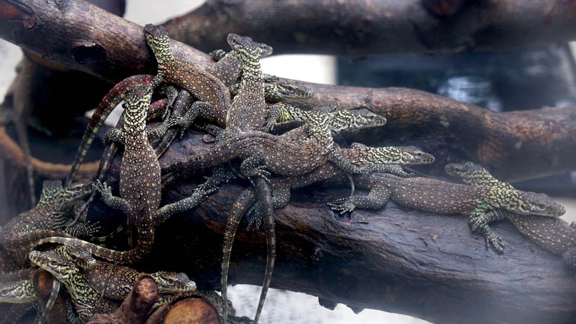 74 Ekor Anak Komodo Lahir di Kebun Raya Surabaya