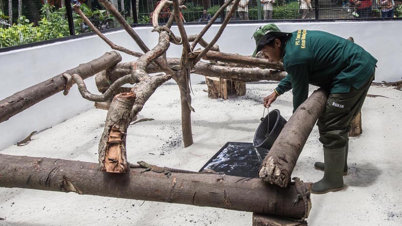 74 Ekor Anak Komodo Lahir di Kebun Raya Surabaya