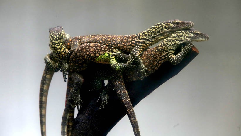 74 Ekor Anak Komodo Lahir di Kebun Raya Surabaya