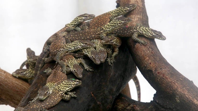 74 Ekor Anak Komodo Lahir di Kebun Raya Surabaya