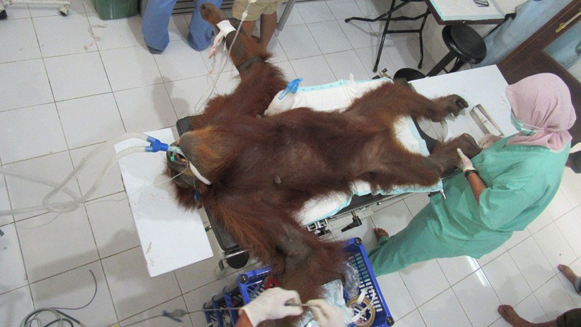 Orangutan Sumatera Ditemukan Luka Parah, Tubuh Dipenuhi 74 Peluru